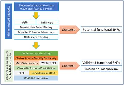 Mechanistic Characterization of RASGRP1 Variants Identifies an hnRNP-K-Regulated Transcriptional Enhancer Contributing to SLE Susceptibility